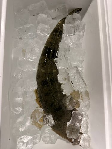 マゴチの釣果