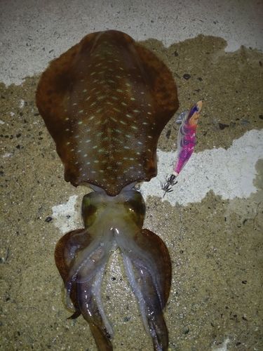アオリイカの釣果
