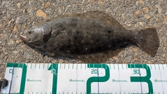 ソゲの釣果
