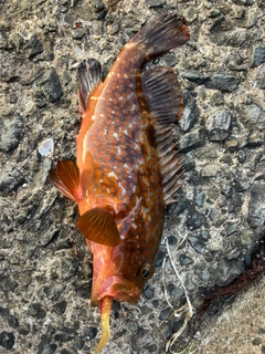 キジハタの釣果