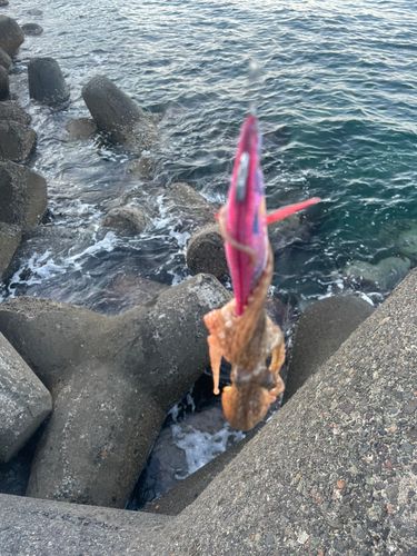 マダコの釣果