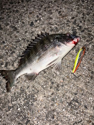 チヌの釣果