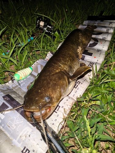 ナマズの釣果