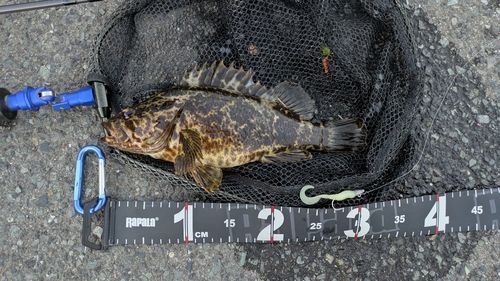 タケノコメバルの釣果