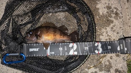 メバルの釣果