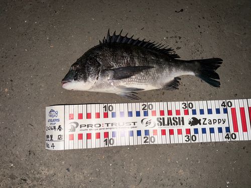 チヌの釣果