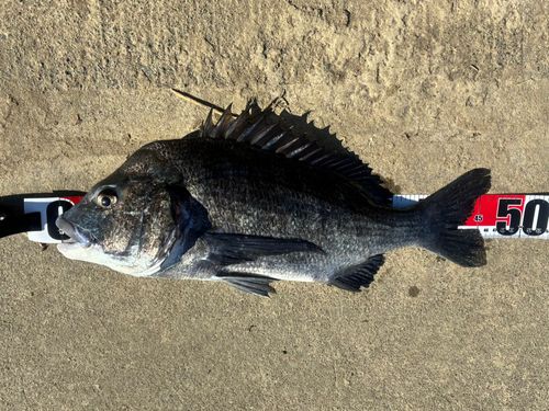 チヌの釣果