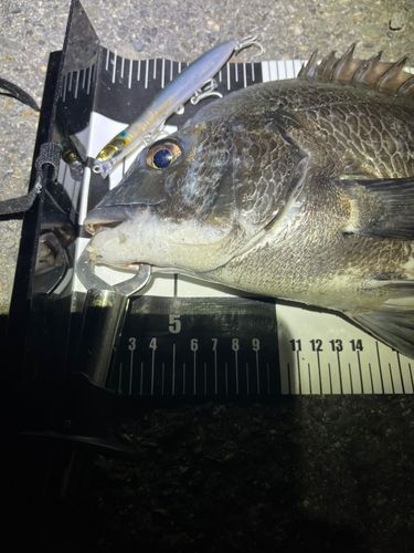 チヌの釣果