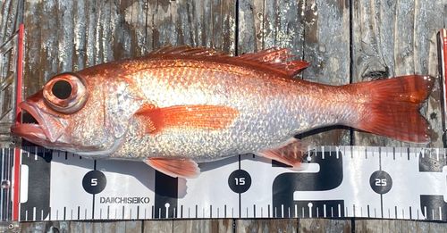 アカムツの釣果