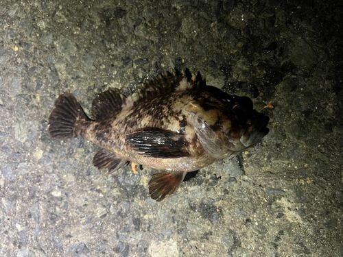 ソイの釣果