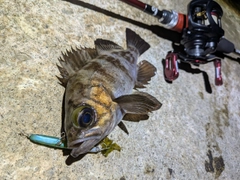 メバルの釣果