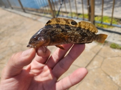 アイナメの釣果