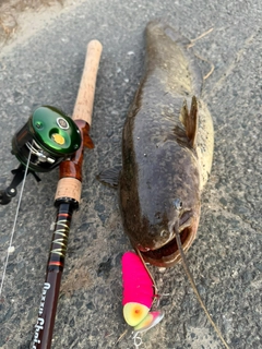 ナマズの釣果