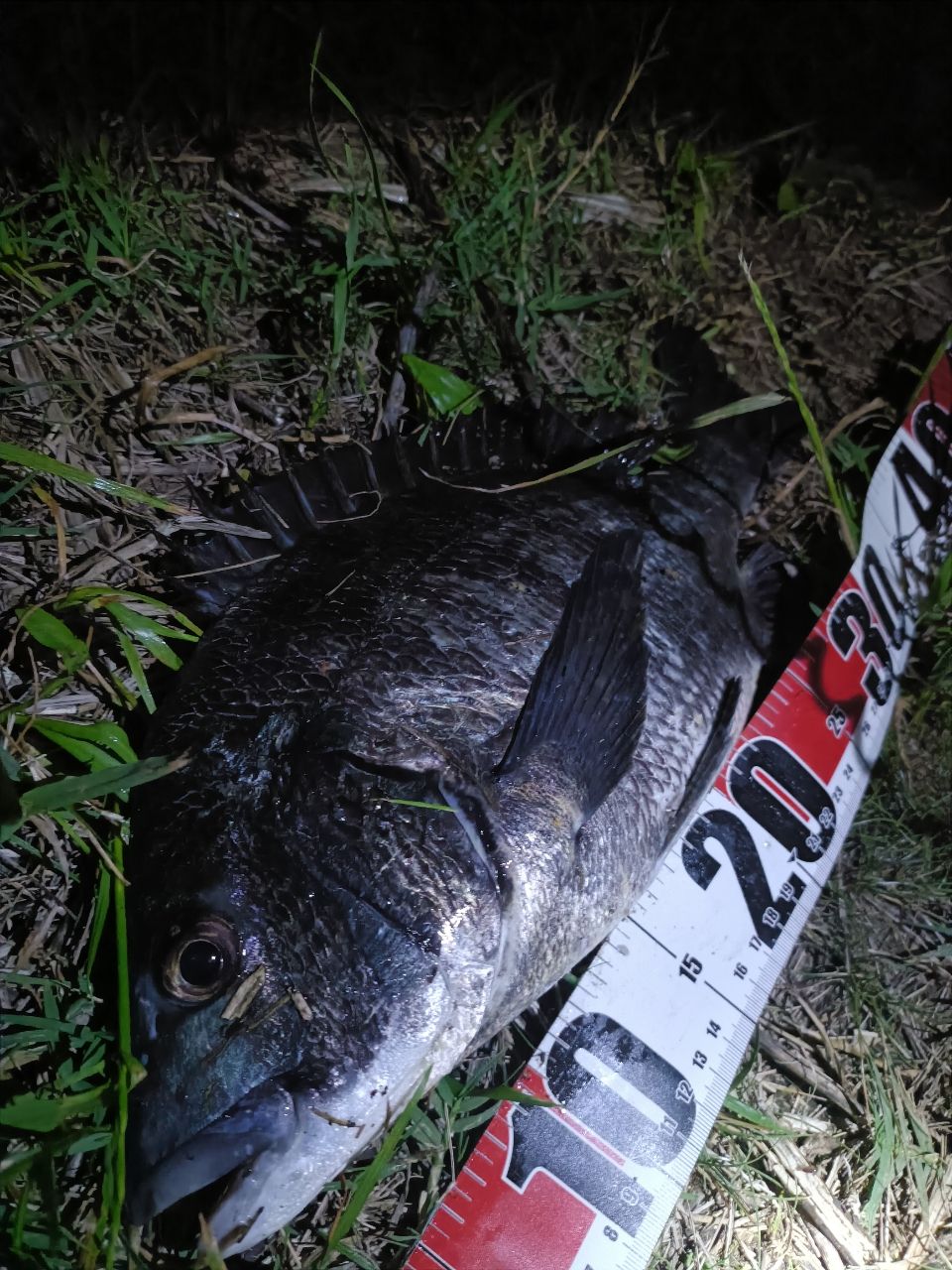 DAIWA 19ラテオ R 100MLの最安値・インプレ・釣果 | 本音の口コミが