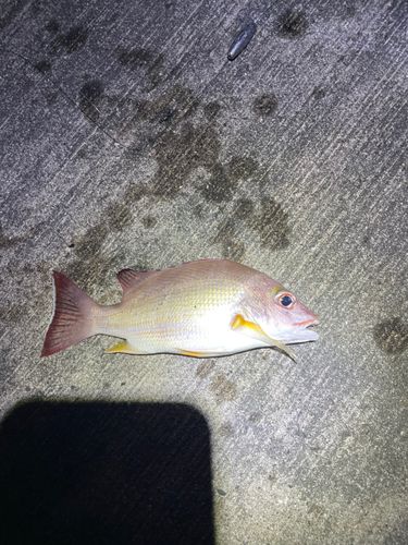オキフエダイの釣果