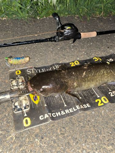 ナマズの釣果