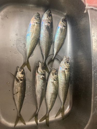 アジの釣果