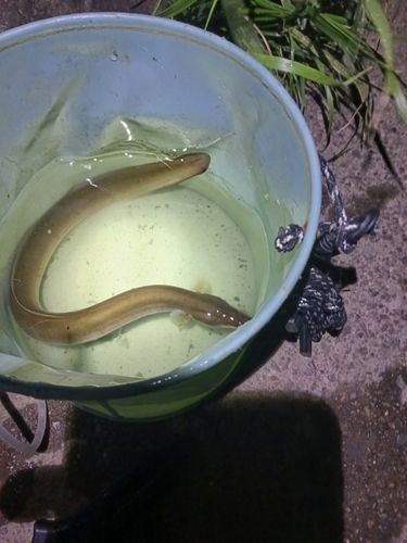 ウナギの釣果
