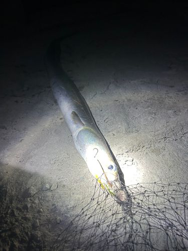 ハモの釣果