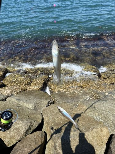 千葉県で釣れたアオリイカの釣り・釣果情報 - アングラーズ | 釣果600