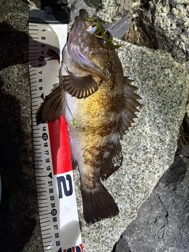 メバルの釣果