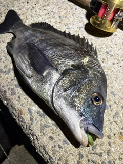 チヌの釣果
