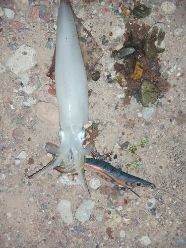 ケンサキイカの釣果