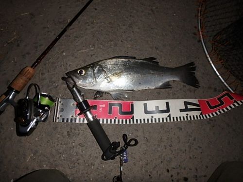 フッコ（ヒラスズキ）の釣果