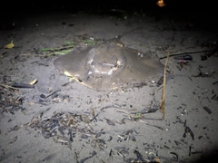 アカエイの釣果