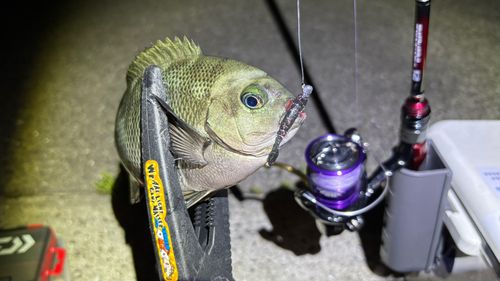メジナの釣果