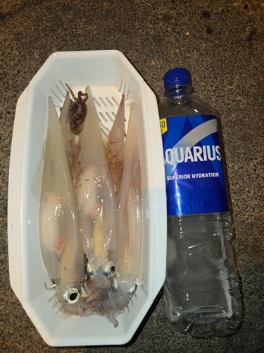 ヤリイカの釣果