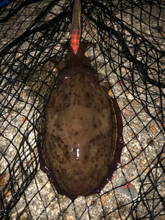 モンゴウイカの釣果