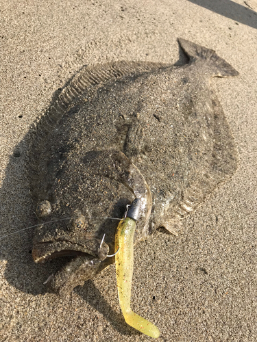 ヒラメの釣果