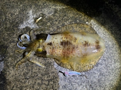 アオリイカの釣果