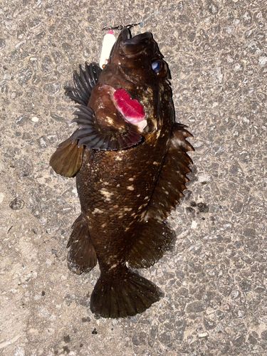 クロソイの釣果
