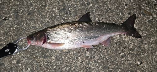 ウグイの釣果