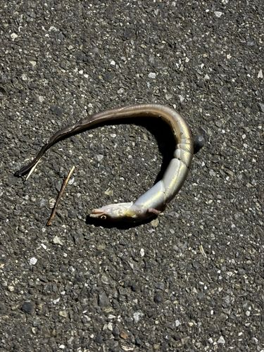 アナゴの釣果