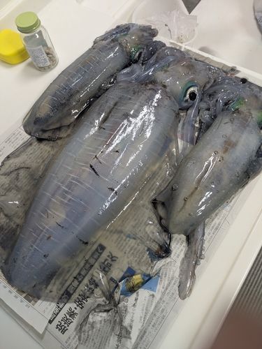 アオリイカの釣果