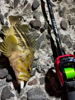シマゾイの釣果