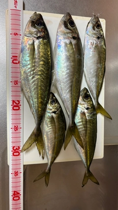 アジの釣果