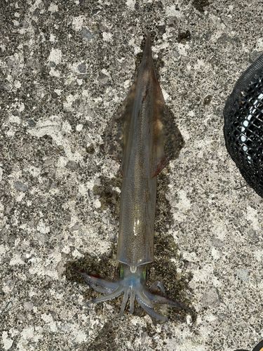 ヤリイカの釣果
