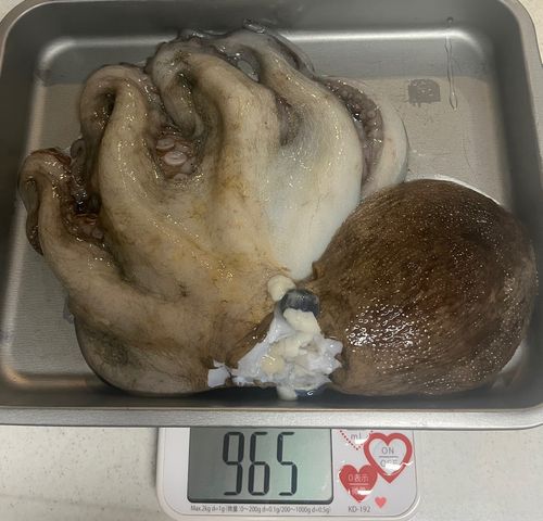 マダコの釣果