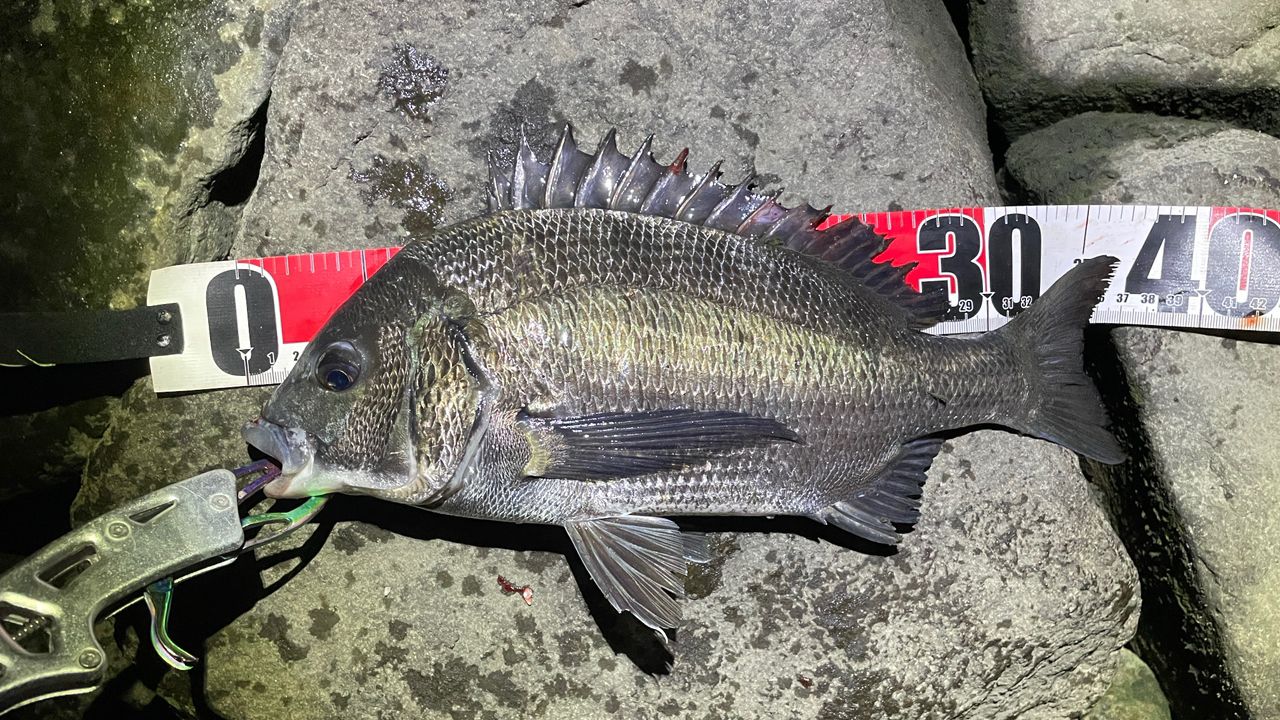 SHIMANO 18ディアルーナ S90MLの最安値・インプレ・釣果 | 本音の