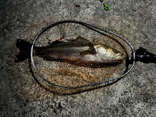 ハネ（マルスズキ）の釣果