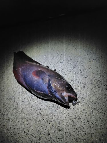 エゾイソアイナメの釣果