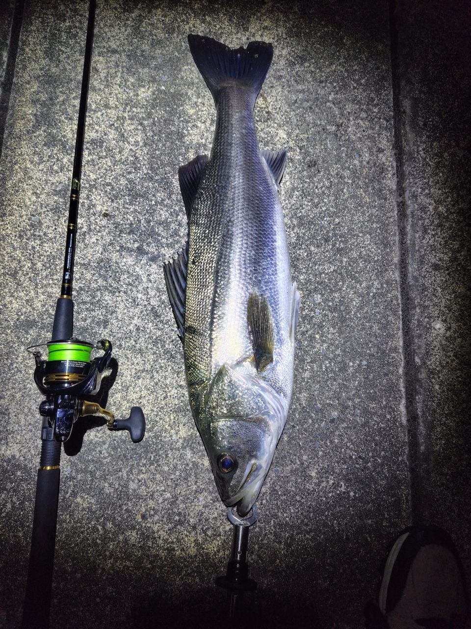 DAIWA 18ルアーニスト 83MLの最安値・インプレ・釣果 | 本音の口コミが