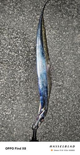 タチウオの釣果