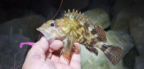ガシラの釣果