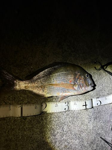 ヘダイの釣果