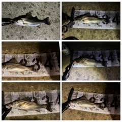 シーバスの釣果
